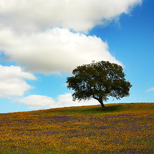 Quintas de Algaryia - fotografia institucional