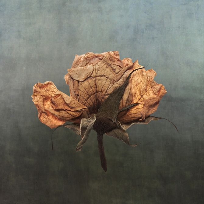 António Chaves | sete flores secas | 2016 - fotografia de arte | art photography