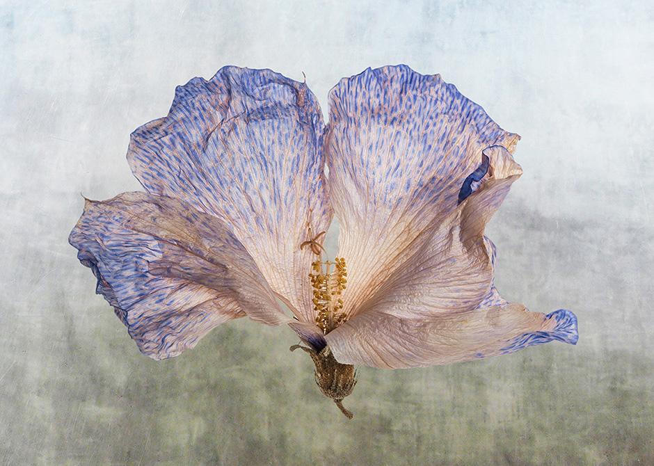 António Chaves | sete flores secas | 2016 - fotografia de arte | art photography