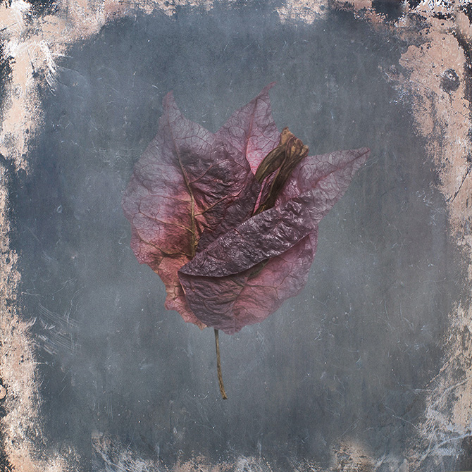 António Chaves | sete flores secas | 2016 - fotografia de arte | art photography