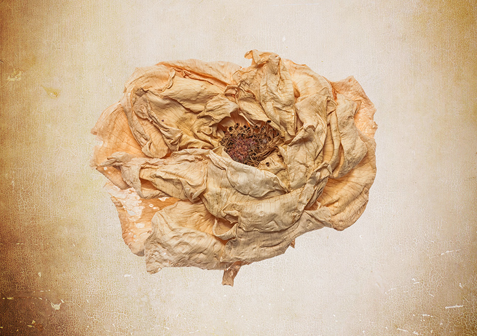 António Chaves | sete flores secas | 2016 - fotografia de arte | art photography