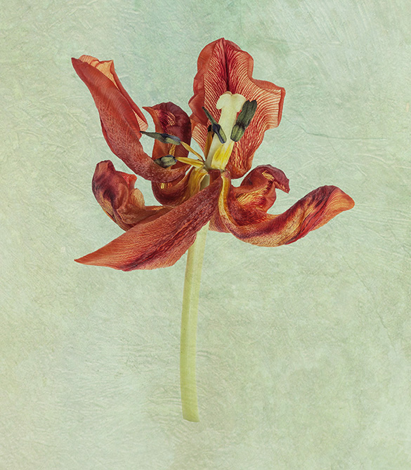 António Chaves | sete flores secas | 2016 - fotografia de arte | art photography