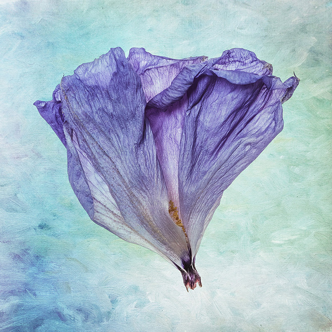 António Chaves | sete flores secas | 2016 - fotografia de arte | art photography