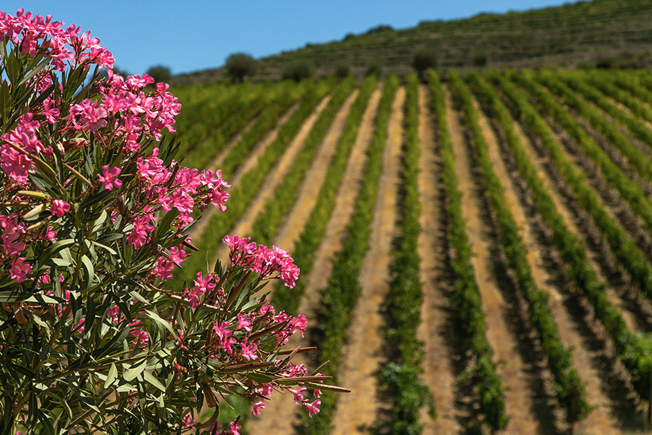 Prats & Symington - Quinta de Roriz | 2019 - Douro, Pt - fotografia de interiores e arquitectura | interiors and architectural photography
