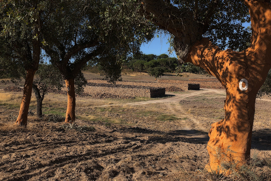 Grupo Amorim (António Queirós Design) | 2010 - Vendas Novas, Pt - fotografia industrial | industrial photography