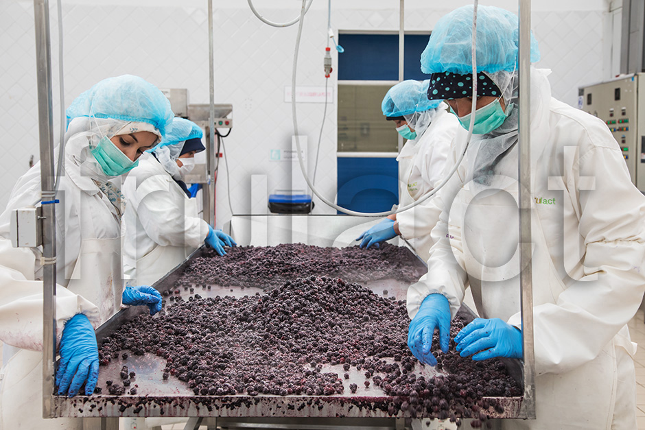 Frulact Maroc | 2017 - Larache, Marrocos - fotografia industrial | industrial photography