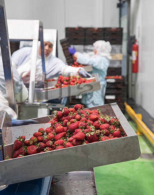 Frulact Maroc | 2017 - Larache, Marrocos - fotografia industrial | industrial photography