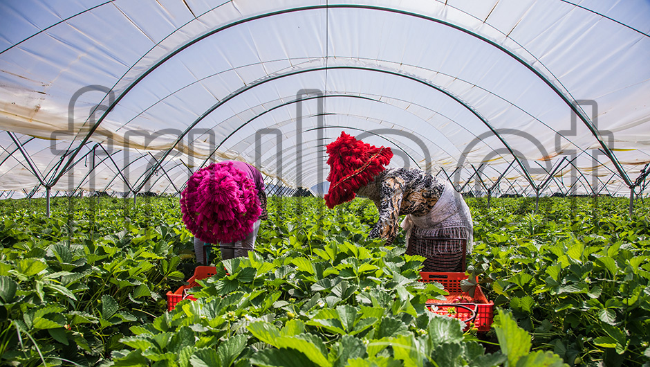 Frulact Maroc | 2017 - Larache, Marrocos - fotografia industrial | industrial photography