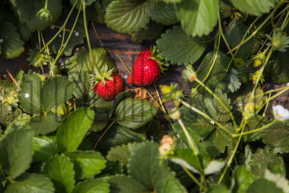 Frulact Maroc | 2017 - Larache, Marrocos - fotografia industrial | industrial photography