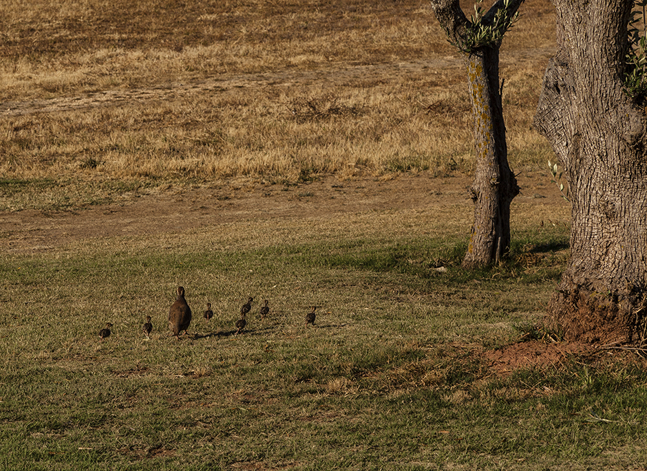 Morgado Golf | Herdade Morgado do Reguengo | 2013 - Portimão, Pt - fotografia institucional | corporate photography