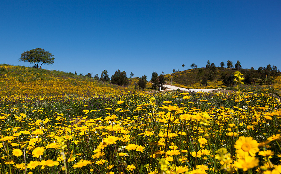 Quintas de Algaryia | 2013 - Portimão, Pt - fotografia institucional | corporate photography