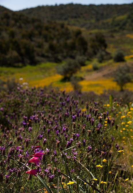 Quintas de Algaryia | 2013 - Portimão, Pt - fotografia institucional | corporate photography